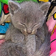 Admiral Beef is registered to the contest to win money with this photo: kitten, gray_fur, sleeping, cat, cute, pet, animal, fur, closeup, cozy, blanket, colorful, resting, small, soft, domestic_animal, young, whiskers, ears, tail