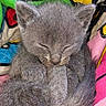 kitten, gray_fur, sleeping, cat, cute, pet, animal, fur, closeup, cozy, blanket, colorful, resting, small, soft, domestic_animal, young, whiskers, ears, tail