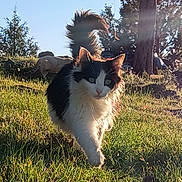 Buffy is registered to the contest to win money with this photo: cat, animal, grass, outdoor, sunlight, nature, tree, feline, walking, tail, daylight, field, mammal, pet, fur, black_and_white, greenery, rock, wildlife, sunshine