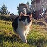 cat, animal, grass, outdoor, sunlight, nature, tree, feline, walking, tail, daylight, field, mammal, pet, fur, black_and_white, greenery, rock, wildlife, sunshine