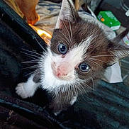 Bigfoot joined the competition — help win amazing prizes! kitten, cat, pet, animal, cute, blue_eyes, whiskers, fur, young, close_up, indoor, curious, small, face, paws, domestic, feline, looking_up, adorable, texture