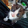 kitten, cat, pet, animal, cute, blue_eyes, whiskers, fur, young, close_up, indoor, curious, small, face, paws, domestic, feline, looking_up, adorable, texture