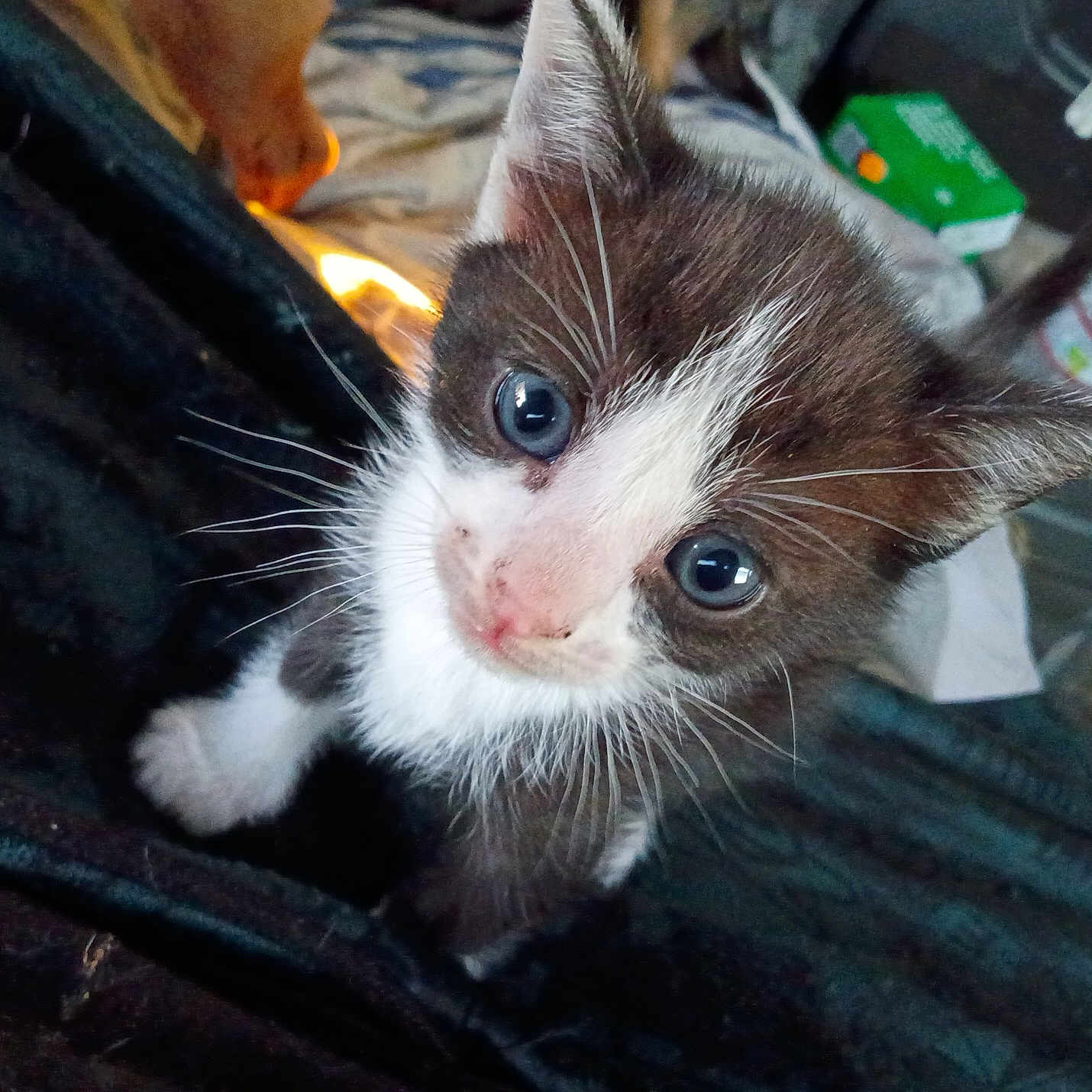 Bigfoot joined the competition — help win amazing prizes! kitten, cat, pet, animal, cute, blue_eyes, whiskers, fur, young, close_up, indoor, curious, small, face, paws, domestic, feline, looking_up, adorable, texture