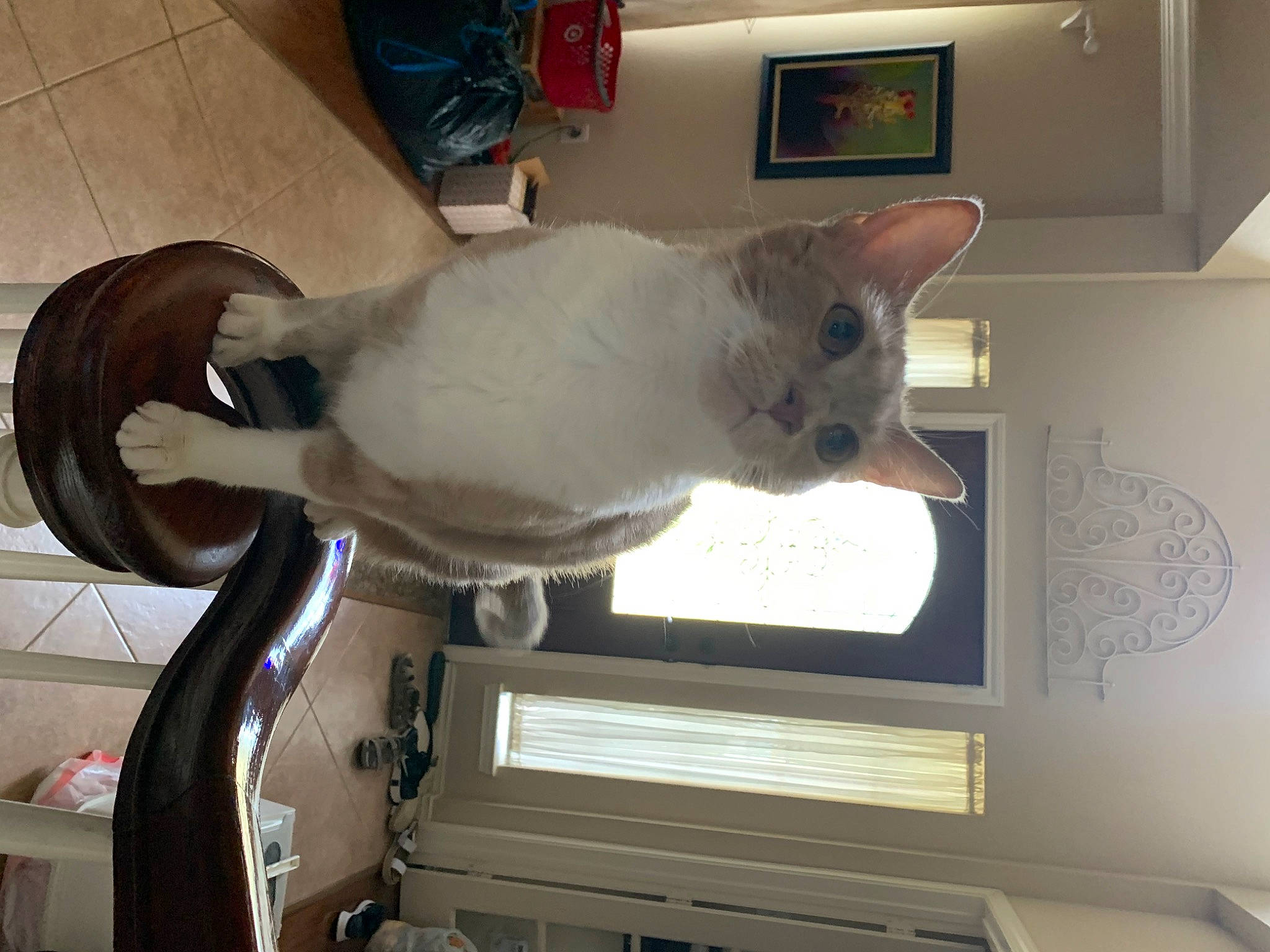 Banana is registered to the contest to win money with this photo: carnivore, cat, comfort, domestic_short_haired_cat, fawn, felidae, fur, grey, hardwood, machine, mammal, picture_frame, room, shelf, small_to_medium_sized_cats, snout, tail, tire, whiskers, wood