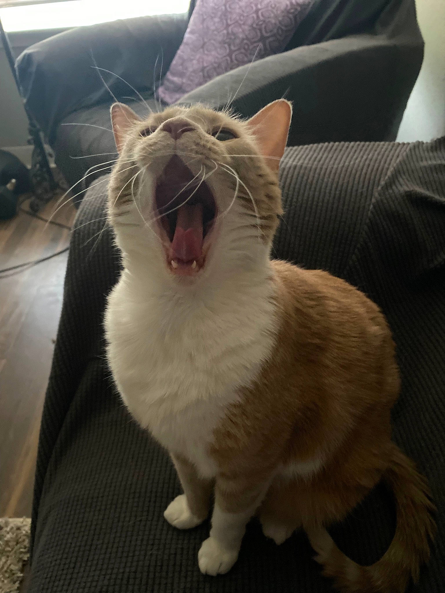 Banana joined the competition — help win amazing prizes! carnivore, cat, collar, comfort, domestic_short_haired_cat, fang, felidae, flooring, fur, grey, jaw, paw, roar, small_to_medium_sized_cats, snout, tail, terrestrial_animal, whiskers, window, yawn