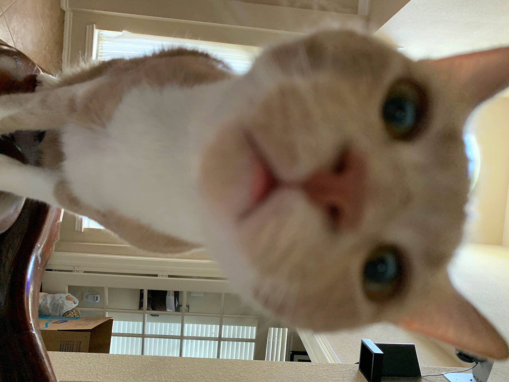 Banana joined the competition — help win amazing prizes! balinese, camera, carnivore, cat, collar, domestic_short_haired_cat, ear, fawn, felidae, fur, mammal, pet_supply, small_to_medium_sized_cats, snout, tail, vertebrate, whiskers, window