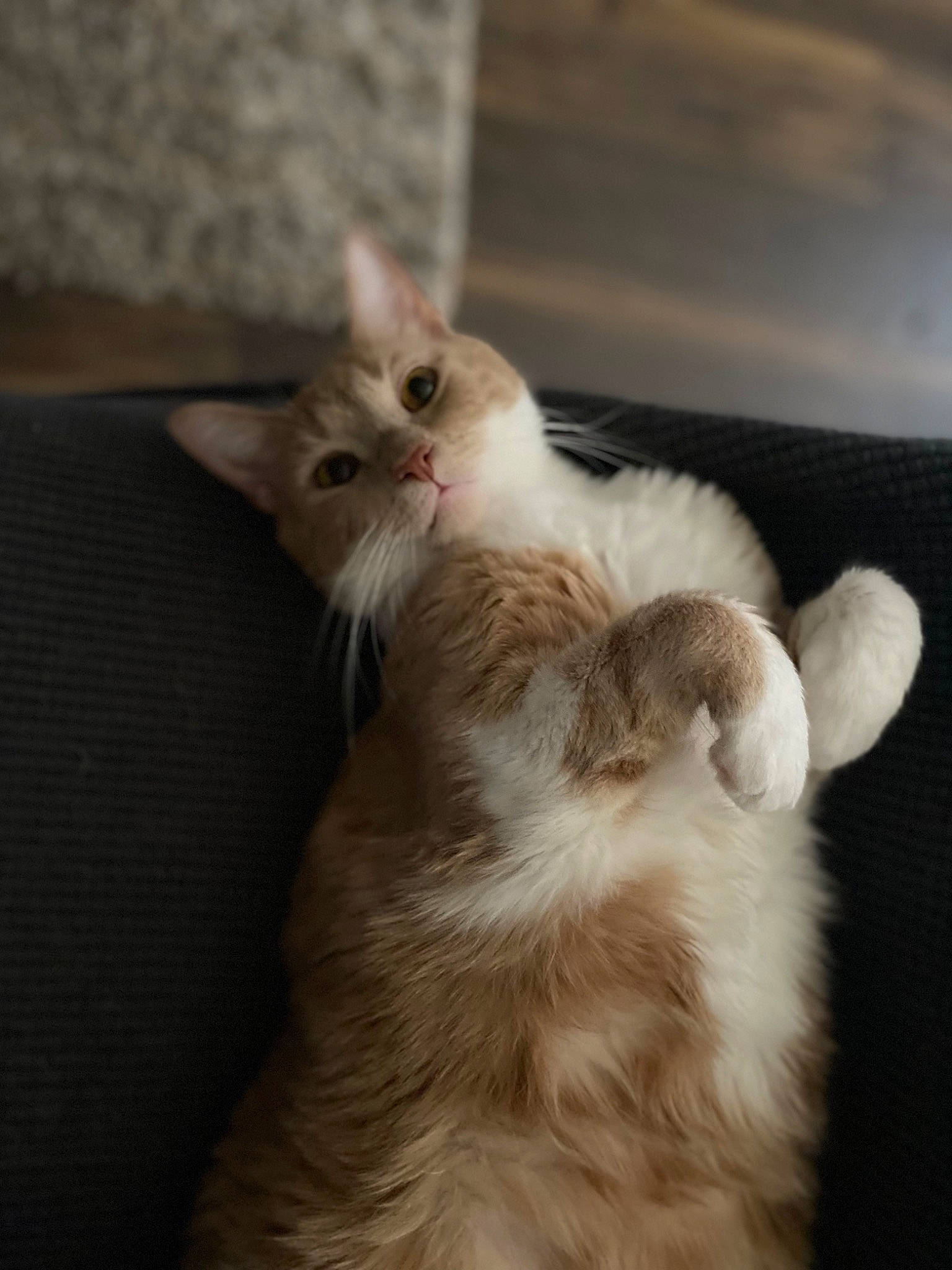 Banana joined the competition — help win amazing prizes! british_longhair, carnivore, cat, claw, comfort, fawn, felidae, fur, hardwood, norwegian_forest_cat, paw, persian, ragdoll, small_to_medium_sized_cats, tail, terrestrial_animal, whiskers, wood
