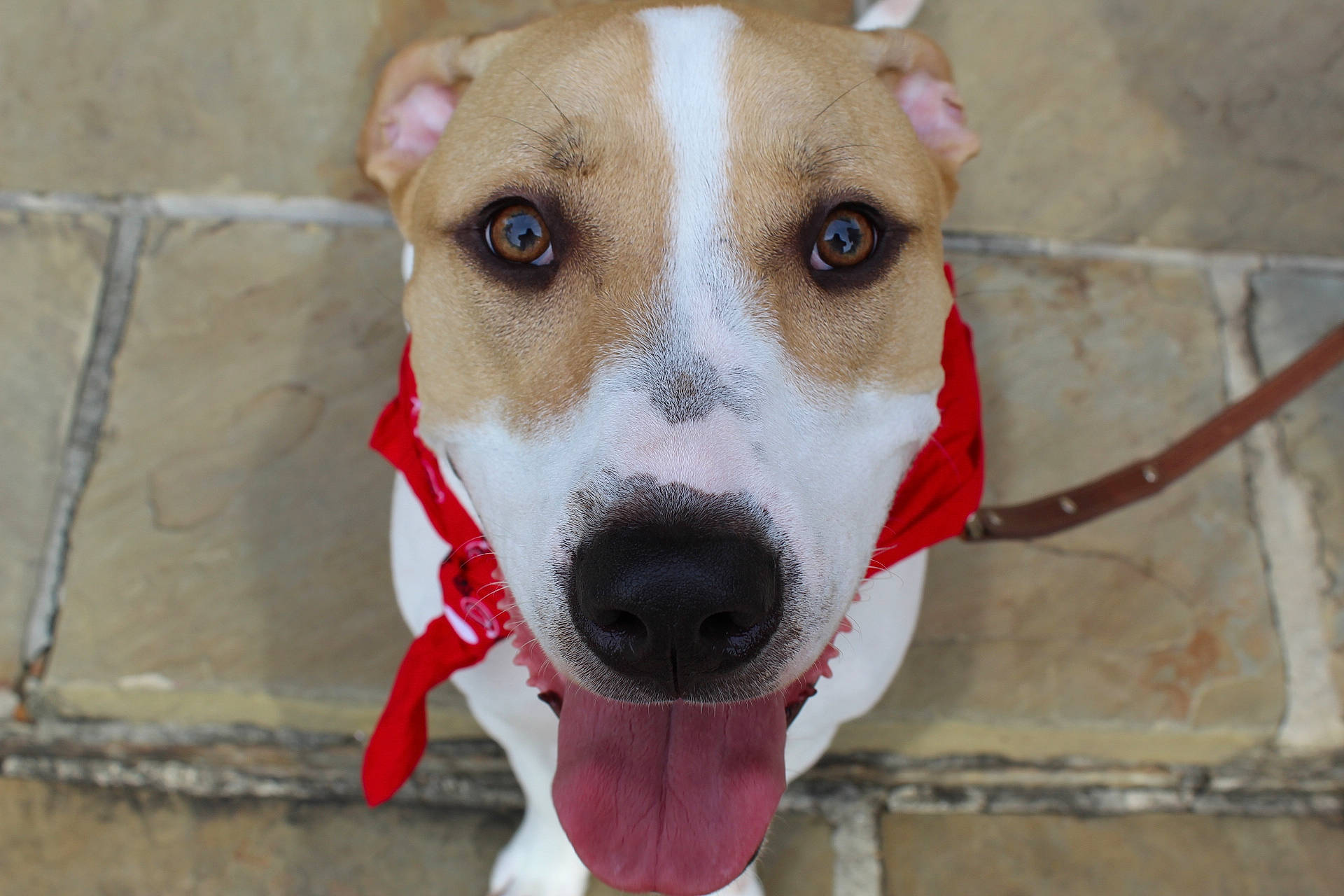 Mayson joined the competition — help win amazing prizes! ancient_dog_breeds, canidae, carnivore, collar, companion_dog, dog, dog_breed, dog_collar, dog_supply, fawn, fur, leash, non_sporting_group, pet_supply, snout, sporting_group, whiskers, working_animal, working_dog