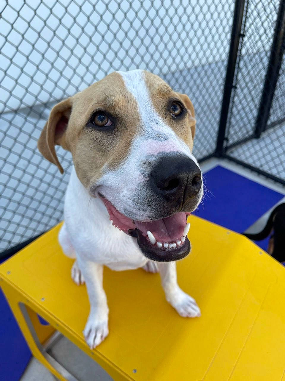 Mayson is registered to the contest to win money with this photo: animal_shelter, canidae, carnivore, collar, companion_dog, dog, dog_breed, dog_supply, fawn, fence, mesh, paw, pet_supply, service, snout, sporting_group, table, whiskers, working_animal