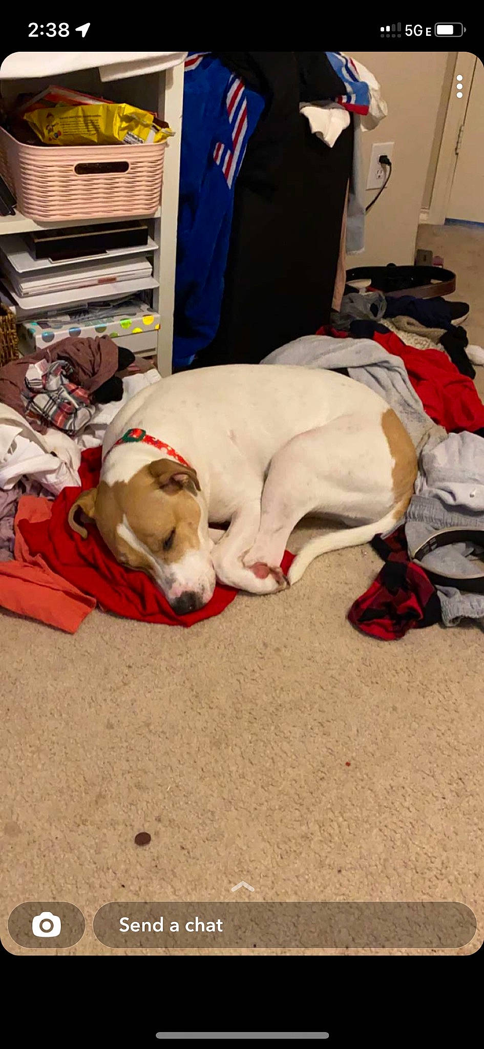 Mayson joined the competition — help win amazing prizes! canidae, carnivore, collar, comfort, companion_dog, dog, dog_breed, dog_supply, event, fawn, fur, linens, nap, non_sporting_group, paw, pet_supply, snout, sporting_group, working_animal