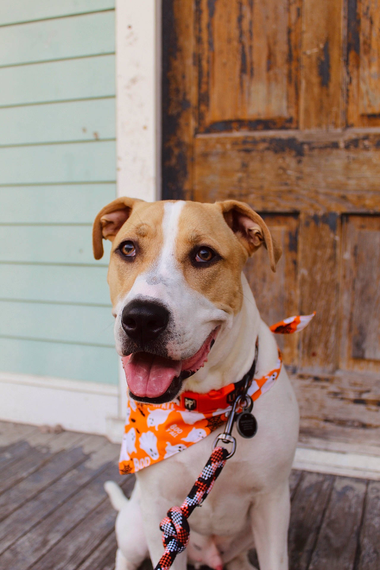 Mayson is registered to the contest to win money with this photo: canidae, carnivore, collar, companion_dog, dog, dog_breed, dog_collar, dog_supply, door, fashion_accessory, fawn, leash, pet_supply, snout, sporting_group, street_fashion, whiskers, window, wood, working_animal