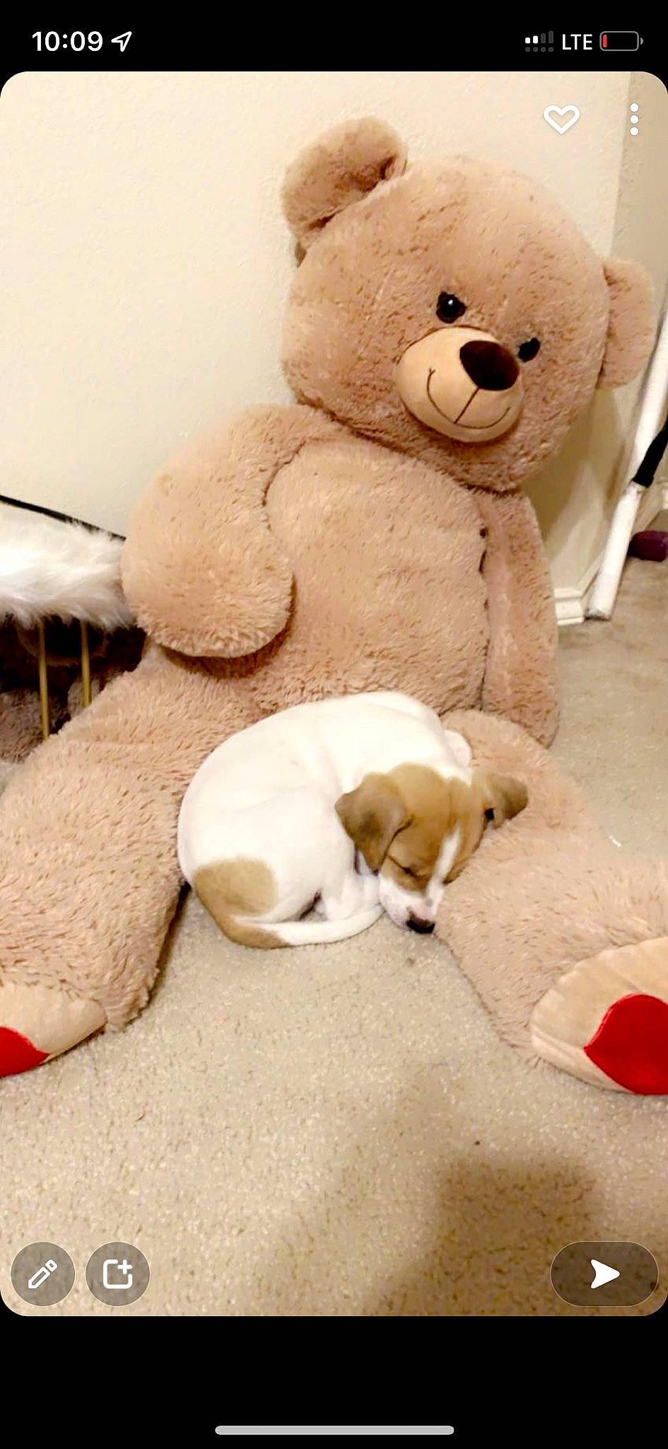 Mayson is registered to the contest to win money with this photo: baby_toys, carmine, carnivore, comfort, companion_dog, dog, fur, mammal, paw, plush, room, snout, stuffed_toy, tail, teddy_bear, terrestrial_animal, toy, vertebrate, white, wood