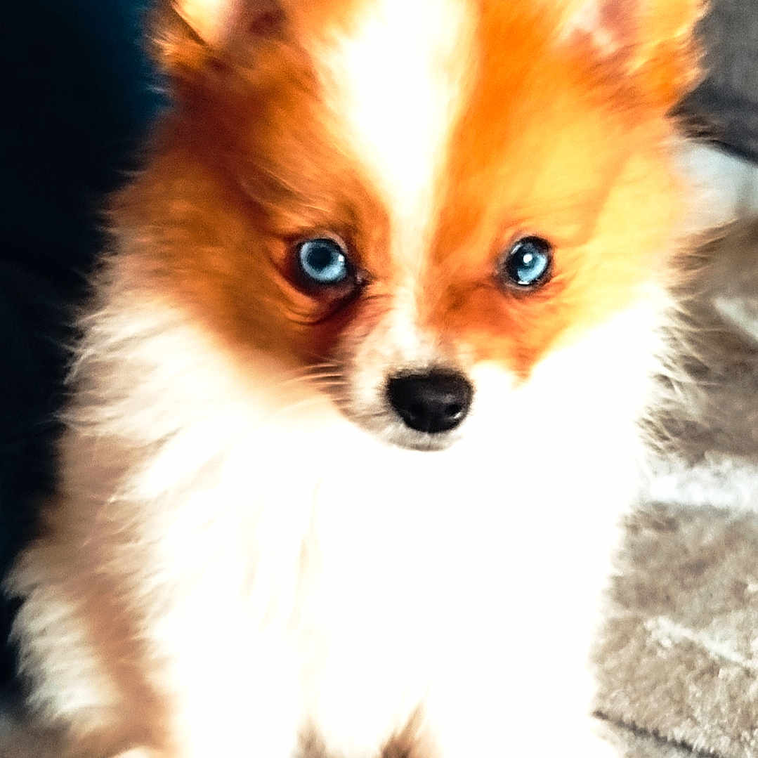 Txikia participe au concours pour gagner de l'argent avec cette photo : adorable, animal, blue_eyes, canine, cute, dog, ears, face, fluffy, fur, indoor, nose, orange_fur, pet, puppy, sitting, small, soft, white_fur, young