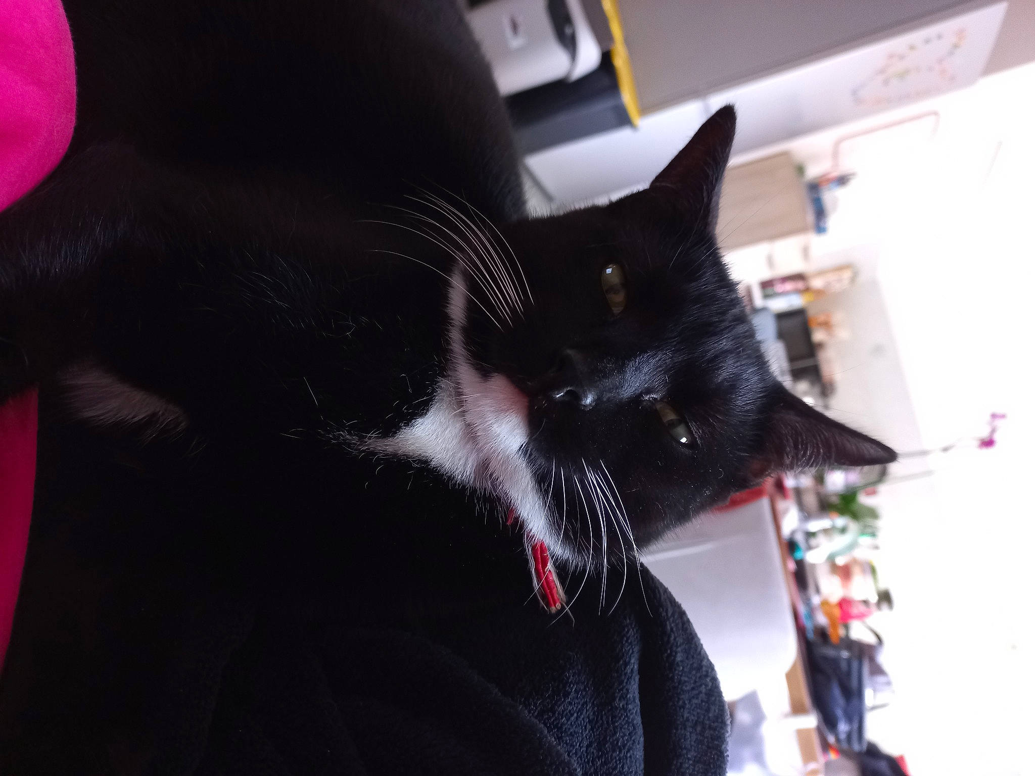 Savane a rejoint le concours — aidez-le/la à gagner de superbes lots ! black_cat, bombay, carmine, carnivore, cat, claw, comfort, domestic_short_haired_cat, ear, felidae, fur, magenta, small_to_medium_sized_cats, snout, tail, whiskers, window