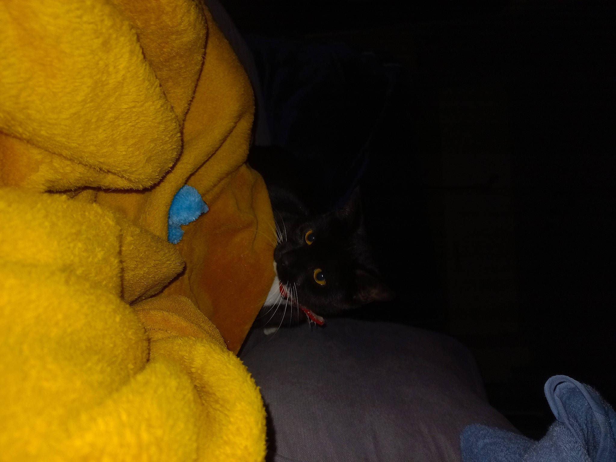 Savane a rejoint le concours — aidez-le/la à gagner de superbes lots ! carnivore, cat, comfort, darkness, domestic_short_haired_cat, electric_blue, fawn, felidae, flooring, fur, human_leg, linens, plant, room, sitting, small_to_medium_sized_cats, stuffed_toy, tail, whiskers