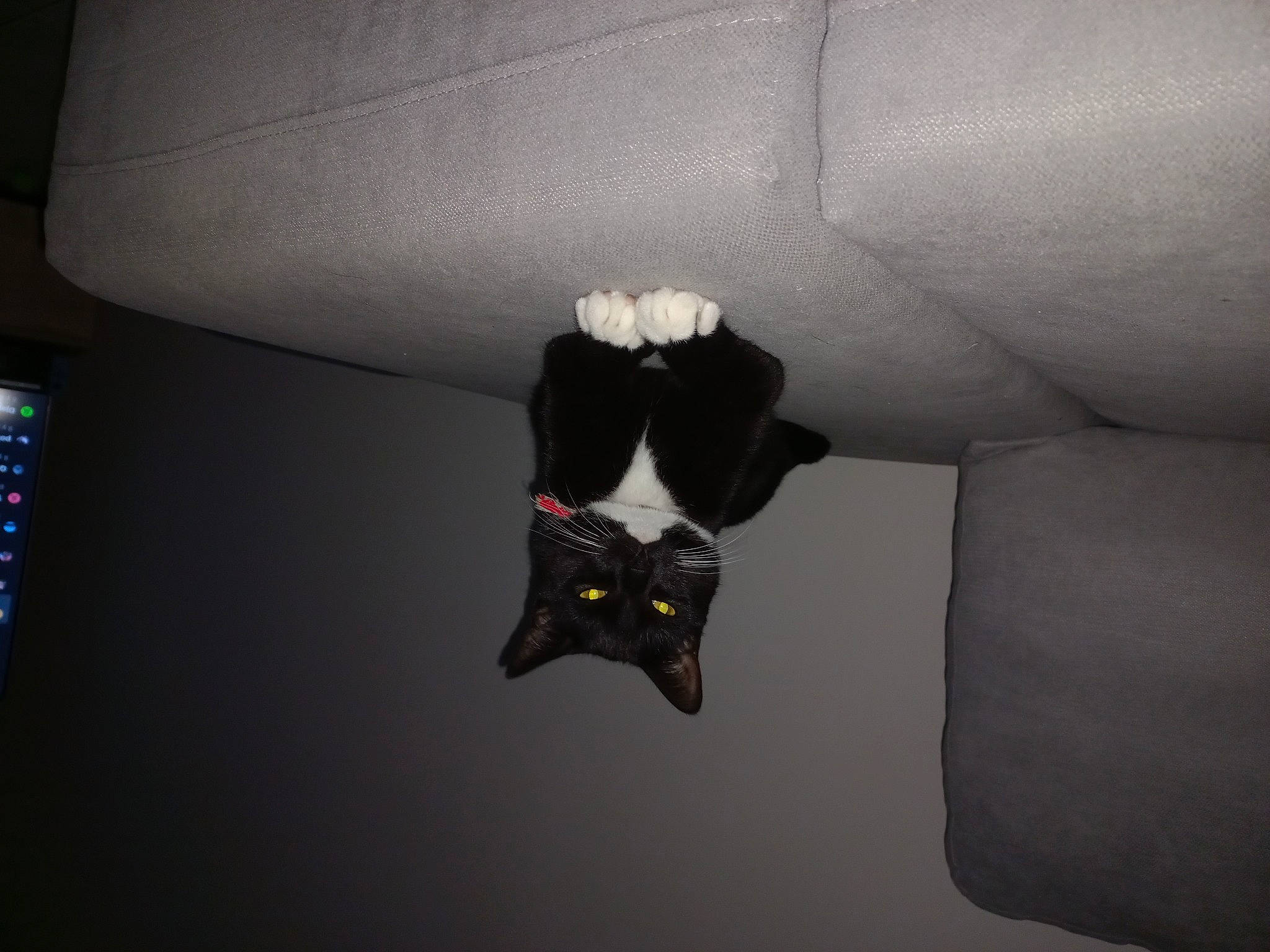 Savane participe au concours pour gagner de l'argent avec cette photo : bat, carmine, ceiling, darkness, event, fashion_accessory, flooring, grey, human_body, lighting_accessory, paper, petal, room, shadow, still_life_photography, tints_and_shades, visual_arts, wing