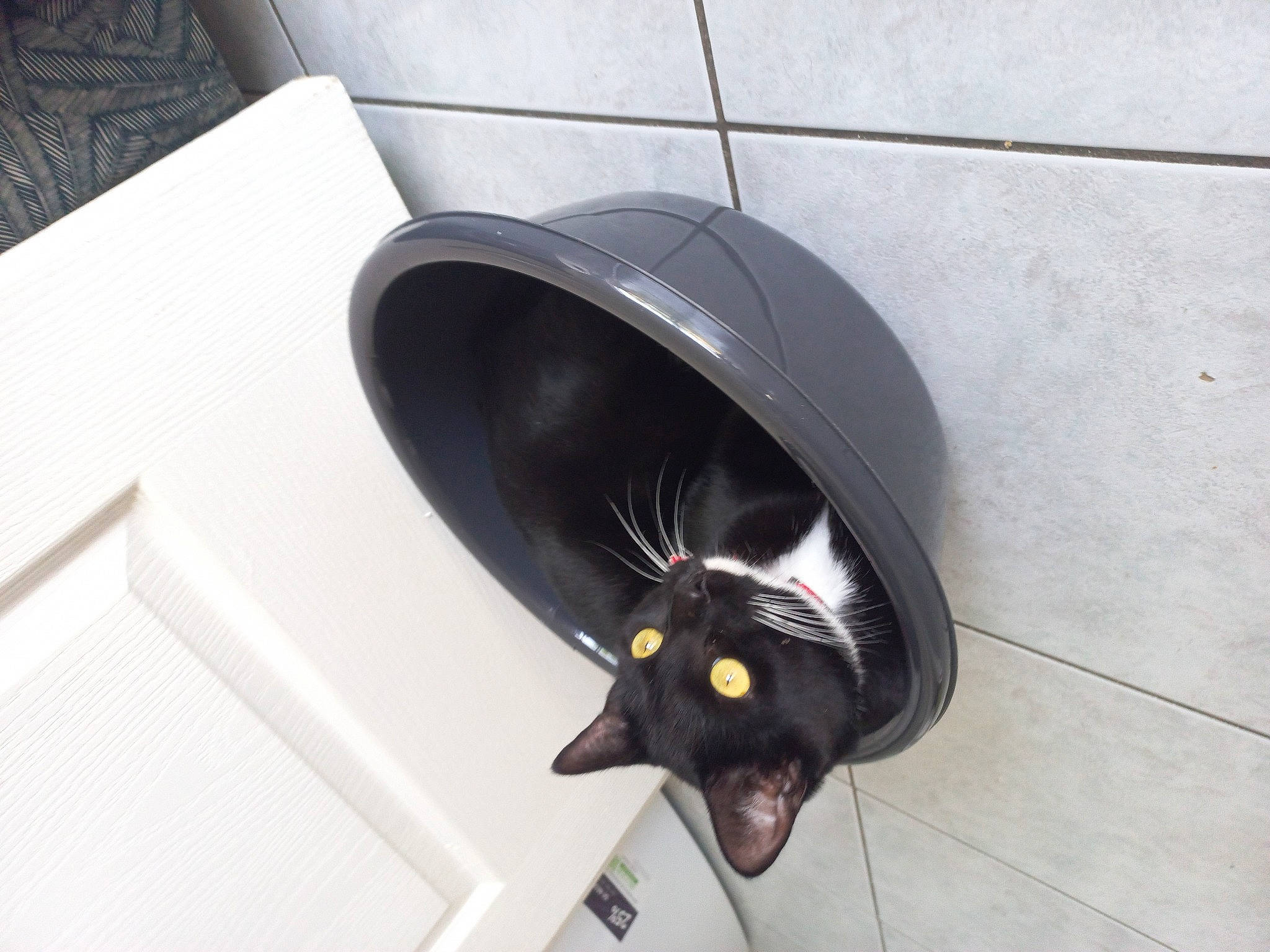 Savane a rejoint le concours — aidez-le/la à gagner de superbes lots ! automotive_tire, black_cat, carnivore, cat, cat_supply, comfort, domestic_short_haired_cat, felidae, fender, floor, flooring, fur, home_appliance, mechanical_fan, plumbing, plumbing_fixture, small_to_medium_sized_cats, tail, tile, whiskers