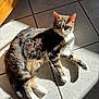 animal, cat, companion, curious, cute, domestic, ears, feline, floor, fur, indoor, paw, pet, relaxed, resting, shadow, sunlight, tabby, tile, whiskers