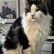 Pakita participe au concours pour gagner de l'argent avec cette photo : cat, fluffy, black_and_white, indoor, portrait, pet, animal, furniture, vase, flowers, painting, decor, closeup, whiskers, ears, sitting, fur, domestic_cat, cute, calm