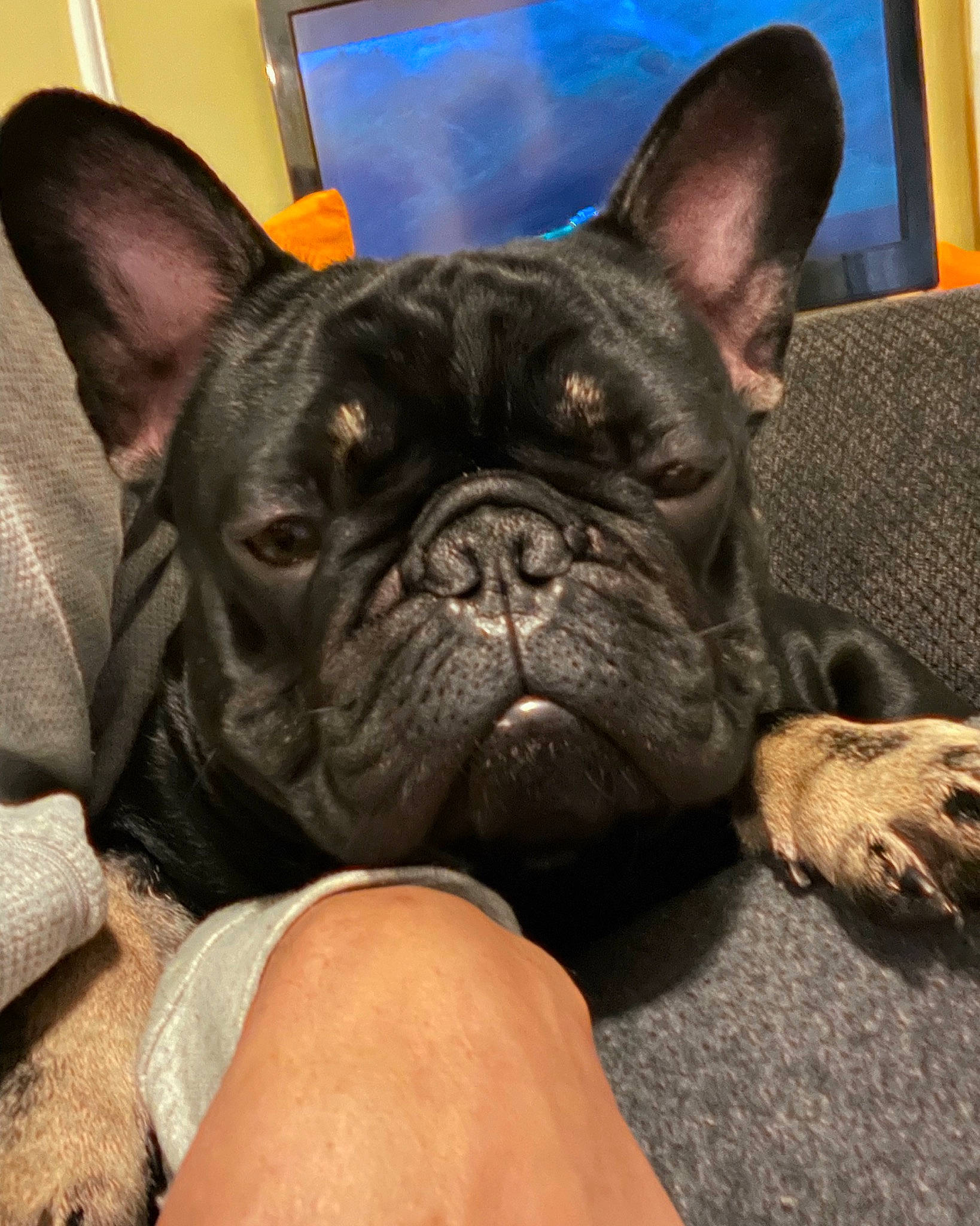 Bruno is registered to the contest to win money with this photo: bulldog, canidae, carnivore, comfort, companion_dog, dog, dog_breed, ear, fawn, french_bulldog, molosser, non_sporting_group, snout, terrestrial_animal, toy_dog, whiskers, working_animal, wrinkle