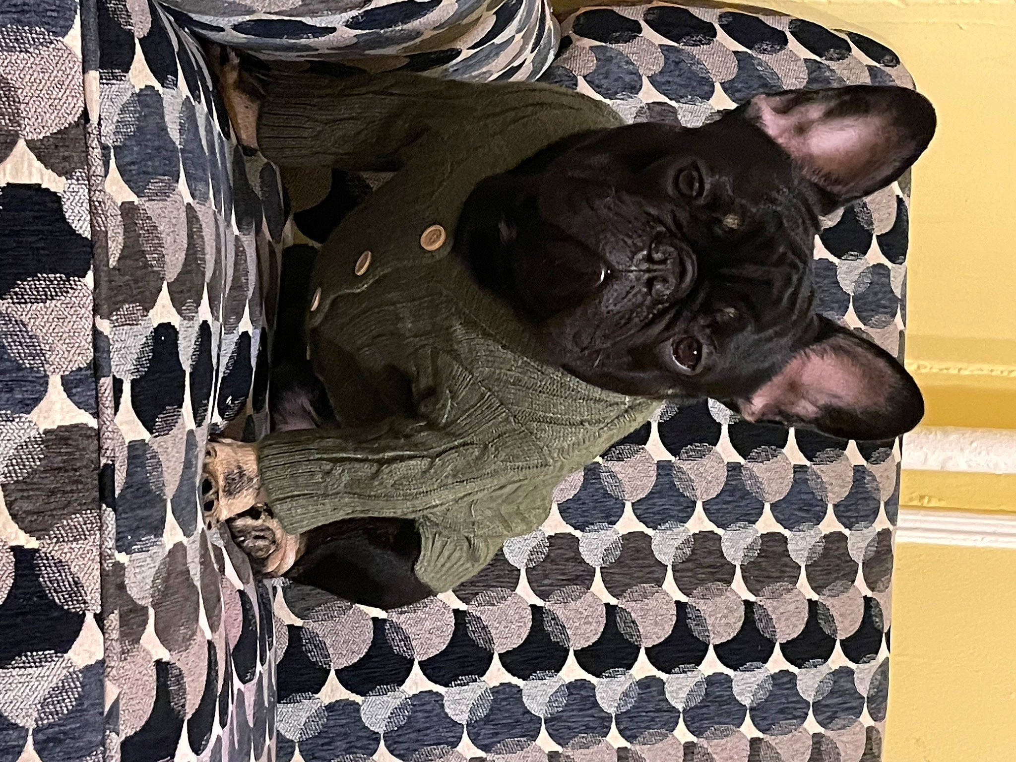 Bruno joined the competition — help win amazing prizes! art, black, circle, felidae, font, grey, mammal, mesh, metal, organism, pattern, sculpture, small_to_medium_sized_cats, snout, terrestrial_animal, visual_arts, whiskers, wood, working_animal, wrinkle