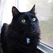 Kylo joined the competition — help win amazing prizes! black_cat, cat, feline, green_eyes, fluffy, whiskers, portrait, window, windowsill, screen, indoor, pet, close_up, fur, ear, nose, gazing, natural_light, home, curiosity