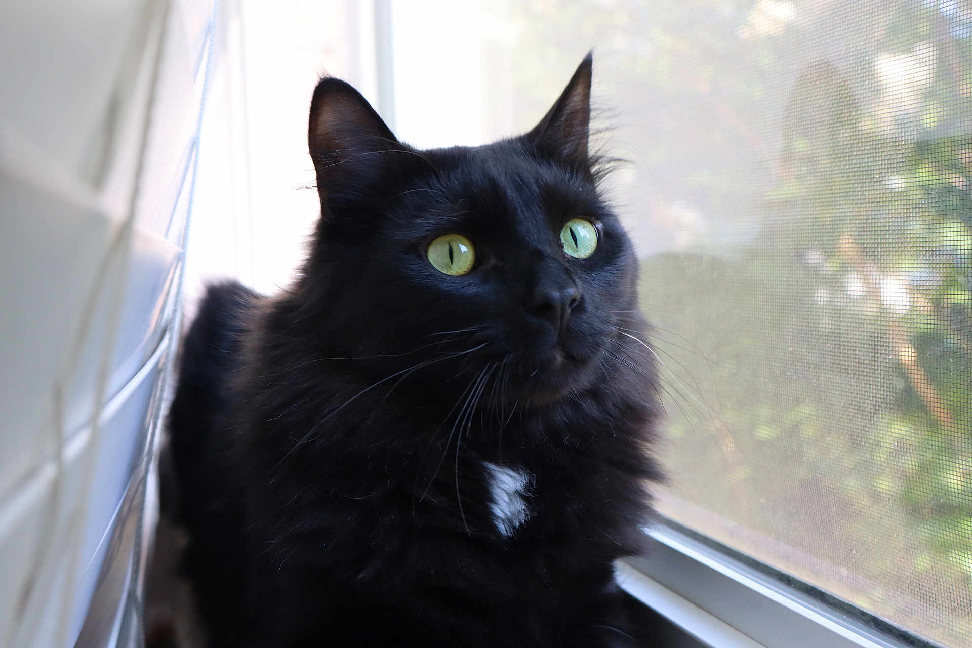 Kylo joined the competition — help win amazing prizes! black_cat, cat, feline, green_eyes, fluffy, whiskers, portrait, window, windowsill, screen, indoor, pet, close_up, fur, ear, nose, gazing, natural_light, home, curiosity