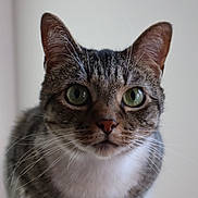 Leia Ren joined the competition — help win amazing prizes! cat, tabby_cat, close_up, green_eyes, whiskers, portrait, indoor, pet, feline, ears, nose, fur, staring, curious, background_blur, shallow_depth_of_field, domestic_animal, mammal, face, alert