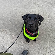 Ralph joined the competition — help win amazing prizes! adorable, animal, black_dog, canine, collar, cute, dog, footwear, green_jacket, harness, leash, looking_up, outdoor, pavement, pet, pet_accessory, puppy, sitting, waiting, young_dog