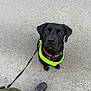 adorable, animal, black_dog, canine, collar, cute, dog, footwear, green_jacket, harness, leash, looking_up, outdoor, pavement, pet, pet_accessory, puppy, sitting, waiting, young_dog