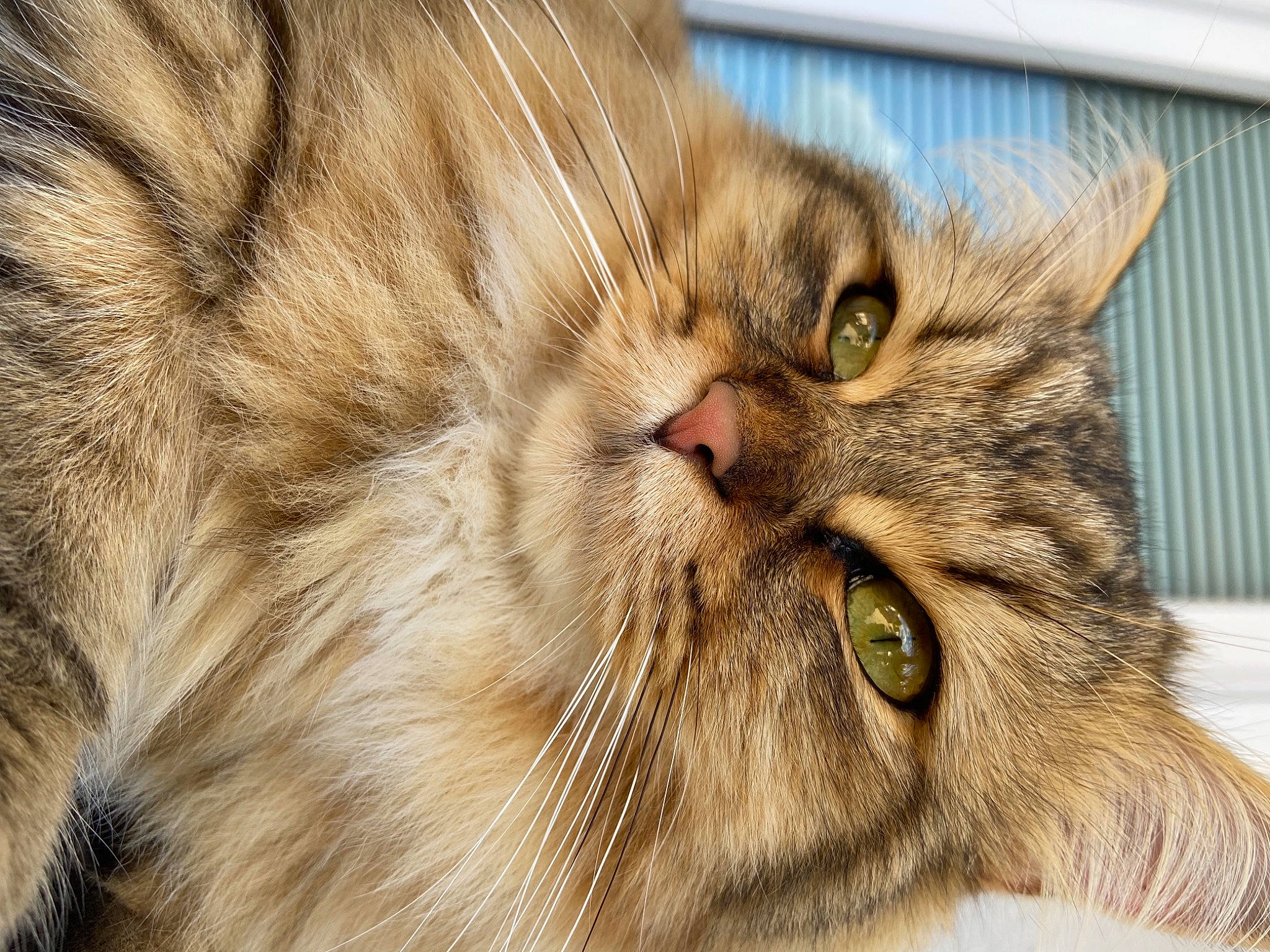 Bouh participe au concours pour gagner de l'argent avec cette photo : carnivore, cat, close_up, domestic_short_haired_cat, felidae, fur, maine_coon, paw, small_to_medium_sized_cats, snout, terrestrial_animal, vertebrate, whiskers, wildlife, wood