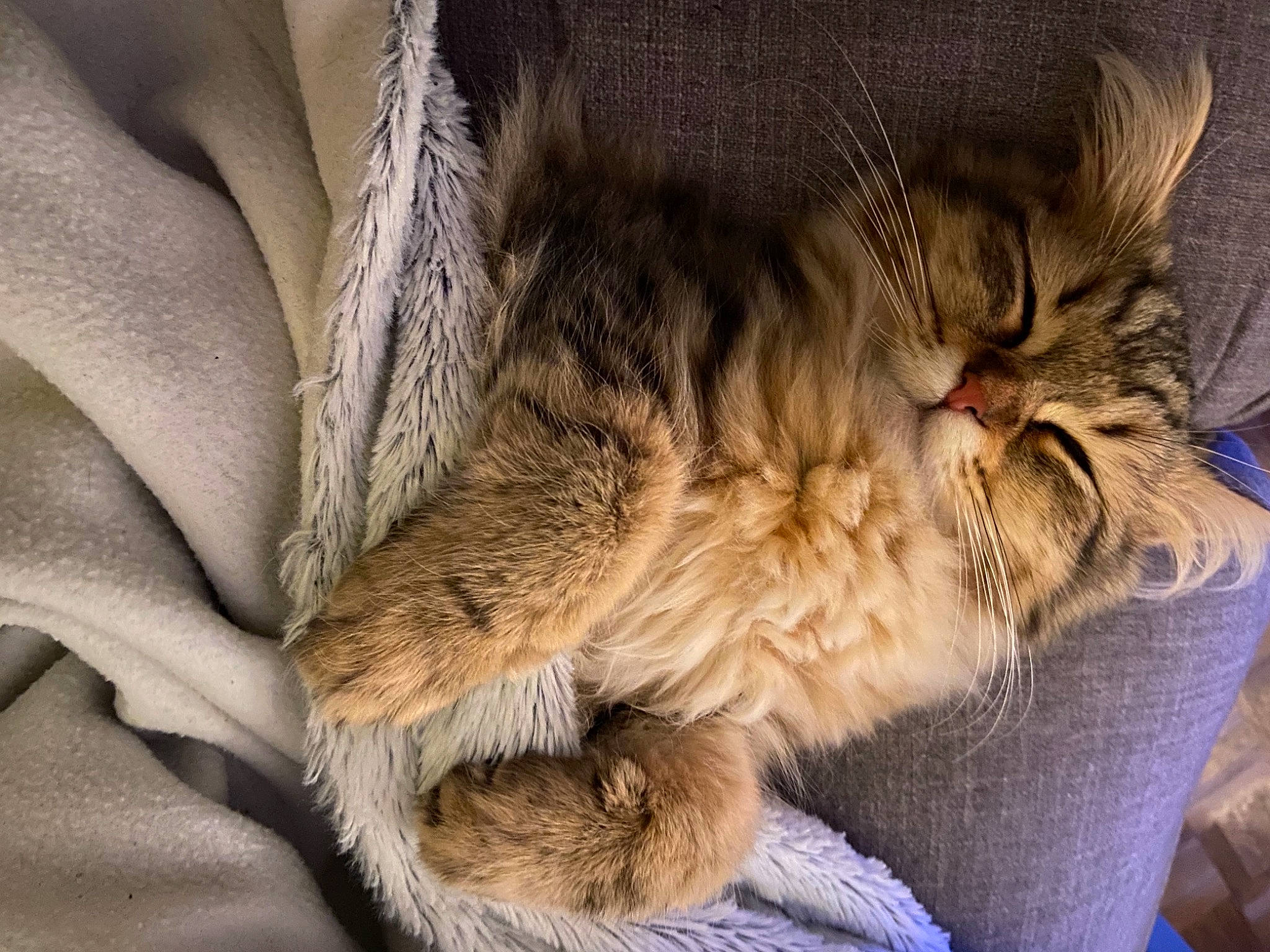 Bouh participe au concours pour gagner de l'argent avec cette photo : bed, carnivore, cat, claw, close_up, comfort, couch, domestic_short_haired_cat, fawn, felidae, fur, human_leg, nap, paw, sitting, sleep, small_to_medium_sized_cats, snout, tail, whiskers