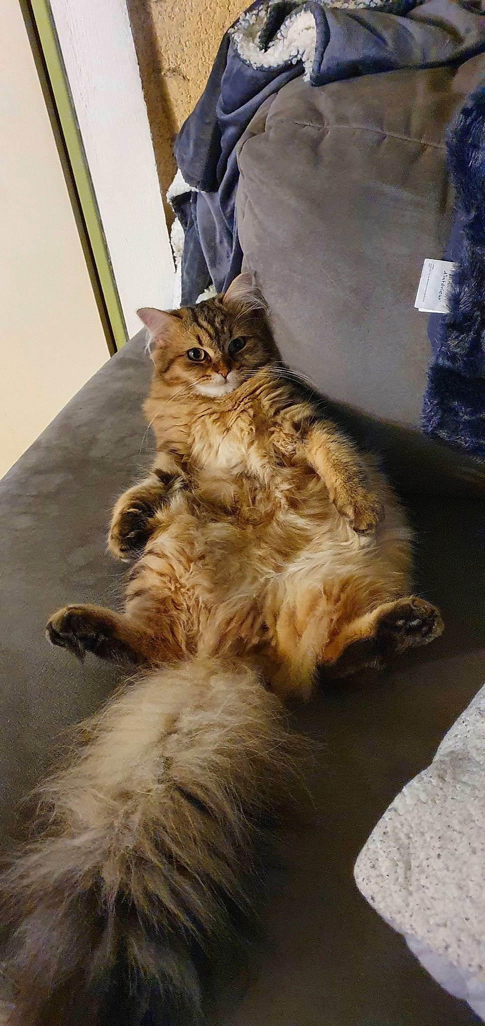 Bouh participe au concours pour gagner de l'argent avec cette photo : box, carnivore, cat, claw, domestic_short_haired_cat, fawn, felidae, fur, maine_coon, paw, plastic_bag, small_to_medium_sized_cats, tail, terrestrial_animal, whiskers, wood