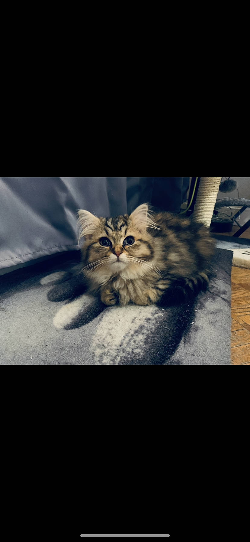 Bouh a rejoint le concours — aidez-le/la à gagner de superbes lots ! carnivore, cat, comfort, electric_blue, fawn, felidae, fur, grey, mammal, organism, paw, sky, small_to_medium_sized_cats, snout, tail, terrestrial_animal, textile, tints_and_shades, whiskers, wood