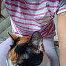 cat, calico_cat, pet, animal, sleeping, curled_up, lap, person, striped_shirt, pink, white, black, orange, furry, indoors, close_up, portrait, cuddling, seated, cozy