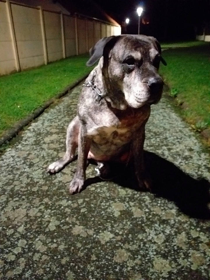 Elissa participe au concours pour gagner de l'argent avec cette photo : american_bulldog, american_pit_bull_terrier, american_staffordshire_terrier, bandog, bully_kutta, cane_corso, canidae, carnivore, catahoula_bulldog, dog, dog_breed, fawn, mammal, molosser, non_sporting_group, perro_de_presa_canario, pit_bull, snout, sporting_group, vertebrate