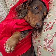 Nina a rejoint le concours — aidez-le/la à gagner de superbes lots ! animal, blanket, canine, clothing, couch, cushion, dog, face, furniture, hat, head, homedecor, hood, hound, linen, person, pet, photography, portrait, puppy