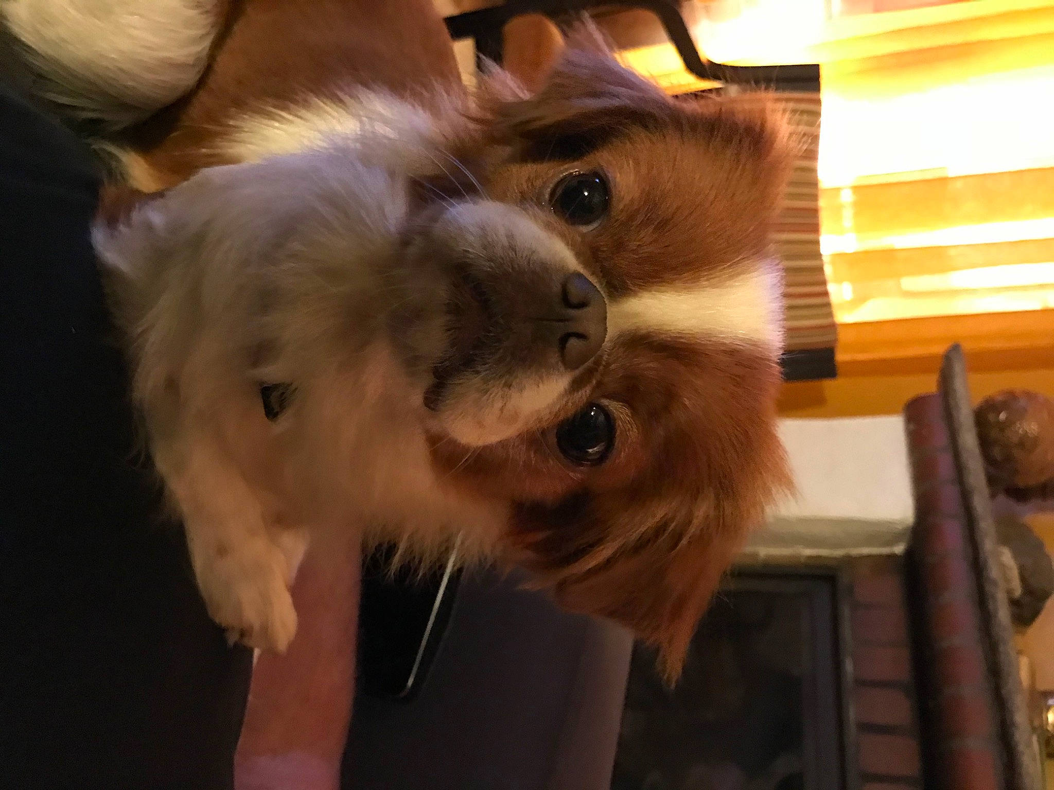 Luna a rejoint le concours — aidez-le/la à gagner de superbes lots ! canidae, carnivore, companion_dog, dog_breed, ear, fawn, felidae, fur, german_spitz, paw, pomeranian, small_to_medium_sized_cats, snout, spitz, sporting_group, tail, toy_dog, whiskers, wood, working_animal