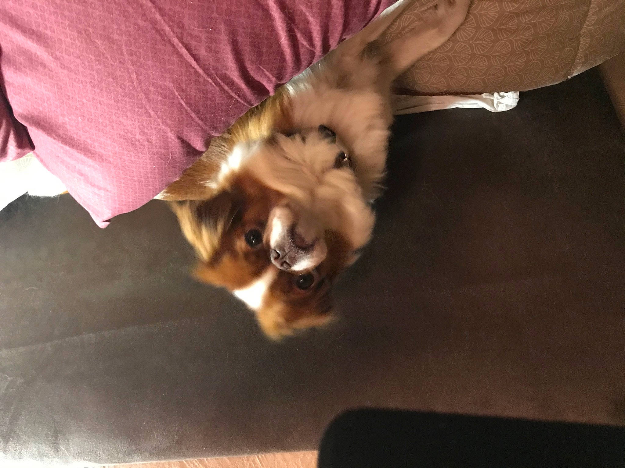 Luna a rejoint le concours — aidez-le/la à gagner de superbes lots ! carnivore, comfort, companion_dog, dog, dog_breed, ear, fawn, felidae, finger, flooring, gesture, hardwood, liver, paw, small_to_medium_sized_cats, snout, sporting_group, toy_dog, whiskers, wood