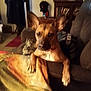 adult, animal, architecture, building, canine, chair, couch, dog, female, furniture, hound, indoors, livingroom, male, man, person, pet, puppy, room, woman
