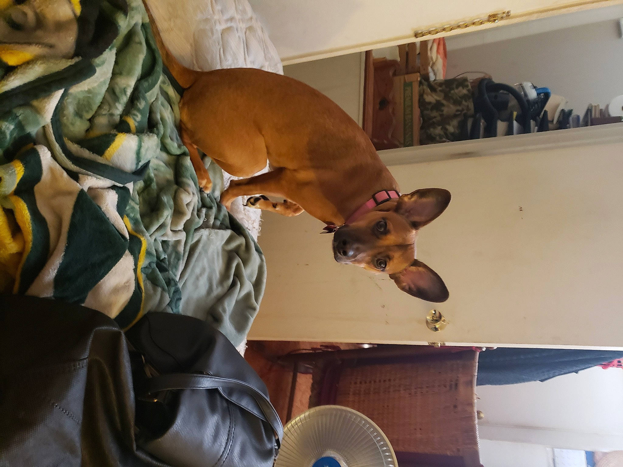 Stella joined the competition — help win amazing prizes! canidae, carnivore, comfort, companion_dog, dog, dog_breed, ear, fawn, felidae, fur, guard_dog, mechanical_fan, room, small_to_medium_sized_cats, snout, sporting_group, tail, toy_dog, whiskers, working_animal