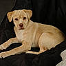 Sassy is registered to the contest to win money with this photo: animal, black_chair, carpet, companion, cozy, curious, cushioned_chair, cute, dog, domestic_animal, fur, home, indoor, laying_down, light_tan, looking_at_camera, pet, puppy, relaxed, young_dog
