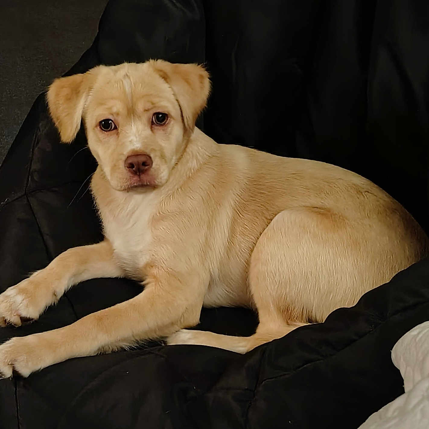 Sassy is registered to the contest to win money with this photo: animal, black_chair, carpet, companion, cozy, curious, cushioned_chair, cute, dog, domestic_animal, fur, home, indoor, laying_down, light_tan, looking_at_camera, pet, puppy, relaxed, young_dog
