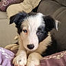 Bella participe au concours pour gagner de l'argent avec cette photo : puppy, dog, border_collie, black_and_white, fluffy, face, eyes, nose, paws, pet, animal, portrait, close_up, indoors, couch, blanket, pillows, cozy, sitting, cute