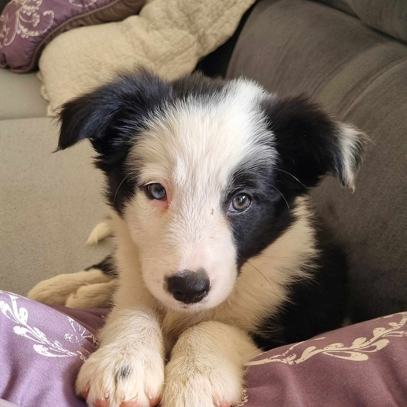 Bella