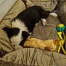 puppy, dog, black_and_white, sleeping, pet_bed, blanket, plush, toy, chew_toy, rope_toy, ball, indoor, home, cozy, resting, lying_down, fur, animal, pet, relaxed