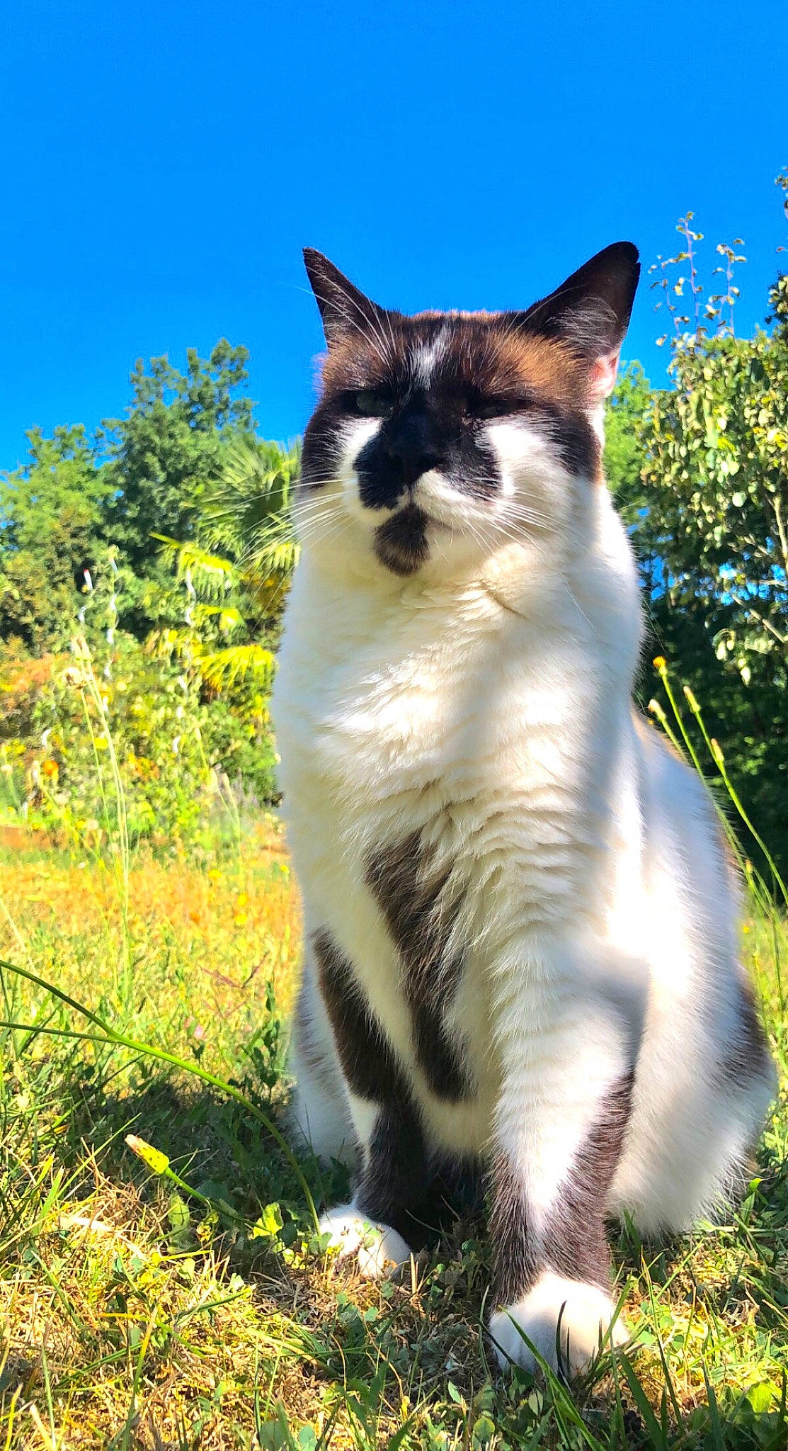 Batman a rejoint le concours — aidez-le/la à gagner de superbes lots ! carnivore, cat, domestic_short_haired_cat, electric_blue, fawn, felidae, fur, grass, grassland, landscape, natural_landscape, plant, shrub, sky, small_to_medium_sized_cats, snout, tail, terrestrial_animal, tree, whiskers