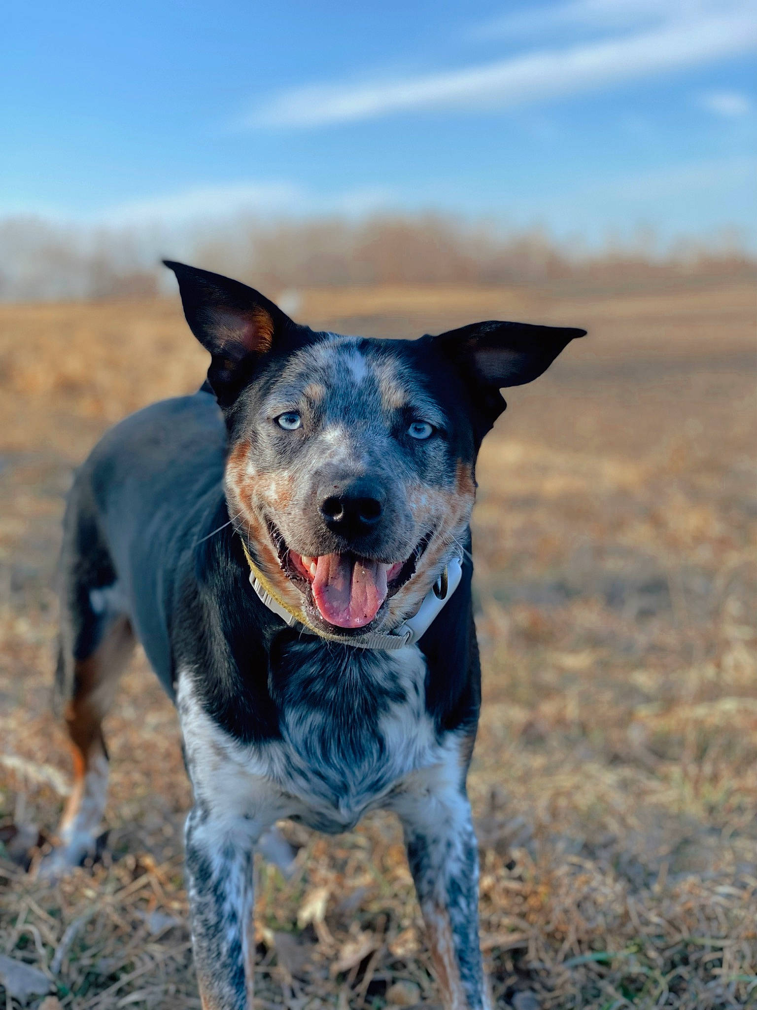 Otis is registered to the contest to win money with this photo: australian_cattle_dog, canidae, carnivore, cloud, collar, companion_dog, dog, dog_breed, dog_collar, fun, guard_dog, hunting_dog, landscape, recreation, sky, snout, soil, sporting_group, working_animal, working_dog