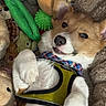Sassy is registered to the contest to win money with this photo: animal, brown_and_white, collar, cozy, cute, dog, ears, face, fur, harness, indoors, lying_down, paw, pet, plush, puppy, relaxed, soft, stuffed_toys, toy