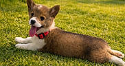 Sassy is registered to the contest to win money with this photo: adorable, brown_fur, closeup, collar, corgi, dog, grass, nature, outdoor, park, paws, pet, playful, puppy, red_collar, resting, summer, sunshine, tongue_out, white_fur